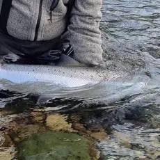 C&R Kongsfjordelva
