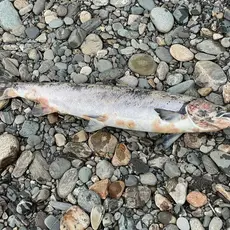 dødlaks_verdalselva