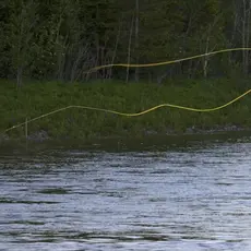 Fluefisker Verdalselva 