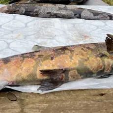 På bildet vises symptomene som fremkommer på syk og død fisk fra Halleelva i Larvik 