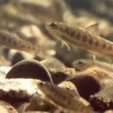 Lakseparr
