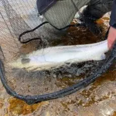 Gjenutsetting storlaks