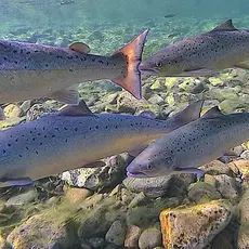 Laks i Kongsfjordelva - BJFF