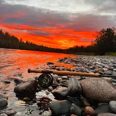 Fluestag i solnedgang