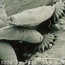 Gyrodactylus