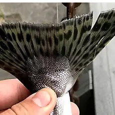 Halefinne pukkellaks