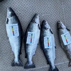 Fanget oppdrettslaks