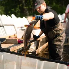 Pukkellaksfelle i Tana 2025