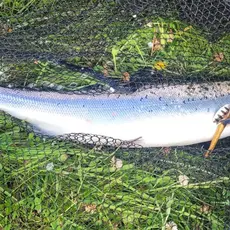 sesongen -26 første laks er alt tatt. Svidde på 1,6 kg.