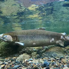 Soppinfisert fisk Gaula
