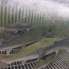 Fangstfelle i Etneelva