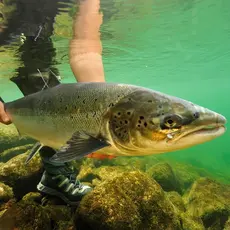 Gjenutsetting av laks