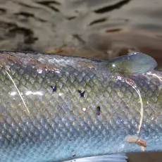 Lakselus på villaks