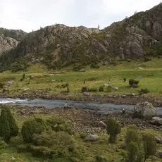 Bjerkreimselva
