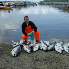 Sjølaksefisket høster av alle bestander, både de som tåler det og de som ikke tåler det.