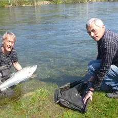 Villaks i fiskefella i Etne 2013
