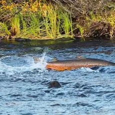 Geatnja - Kongsfjordelvas viktige gyteområde