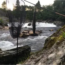 Laks i Hovefossen i Nausta