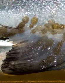 lakselus på villaks