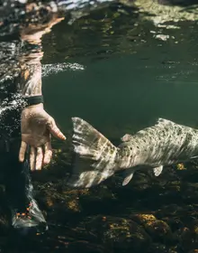 Laks gjenutsettes i Etne. 