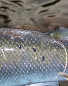 Lakselus på villaks