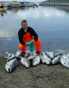Sjølaksefiske