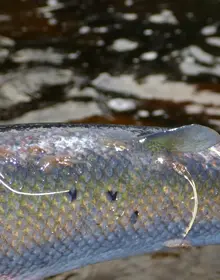 Lakselus