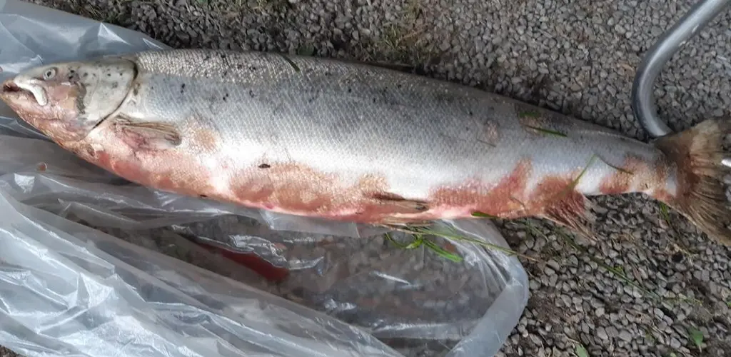 syk fisk