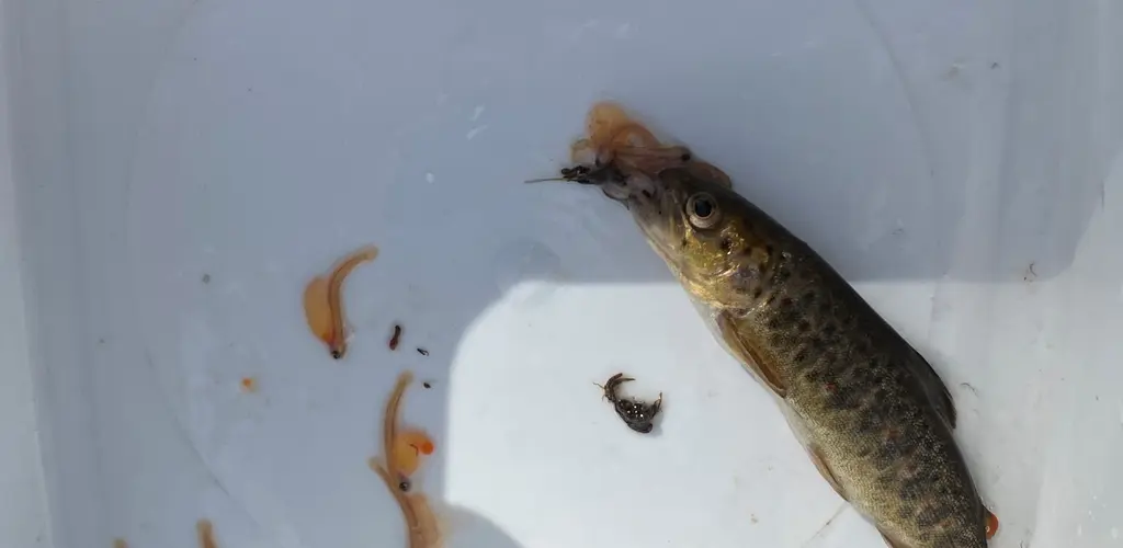 Yngelspiser fra Straisbekken 07.04.2020