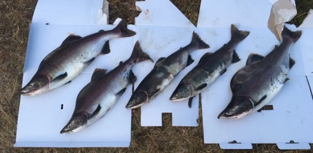 Pukkel fisket i Målselva