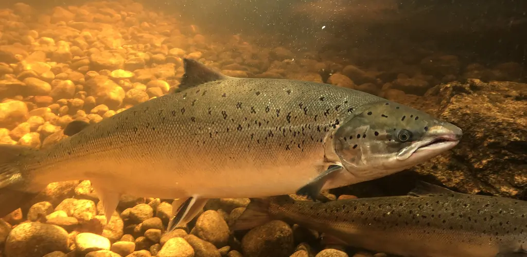 Laks i akvariet