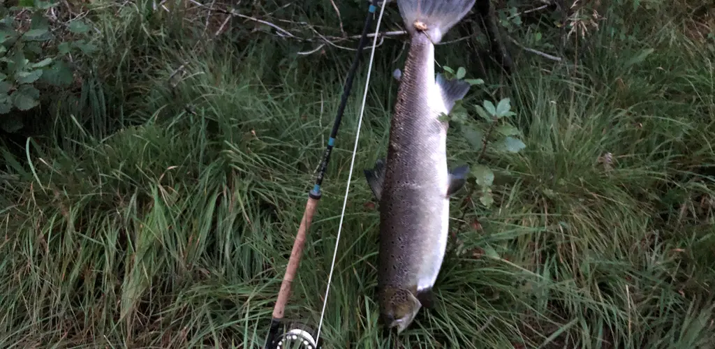 Mandalselva laks 2020