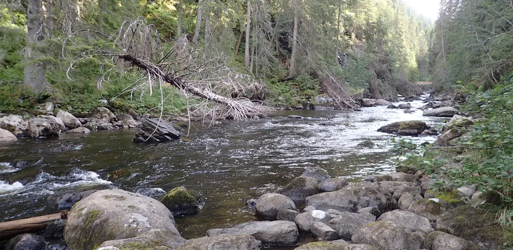 Homla_Slettom-ungfiskundersøkelse i Homla4.JPG