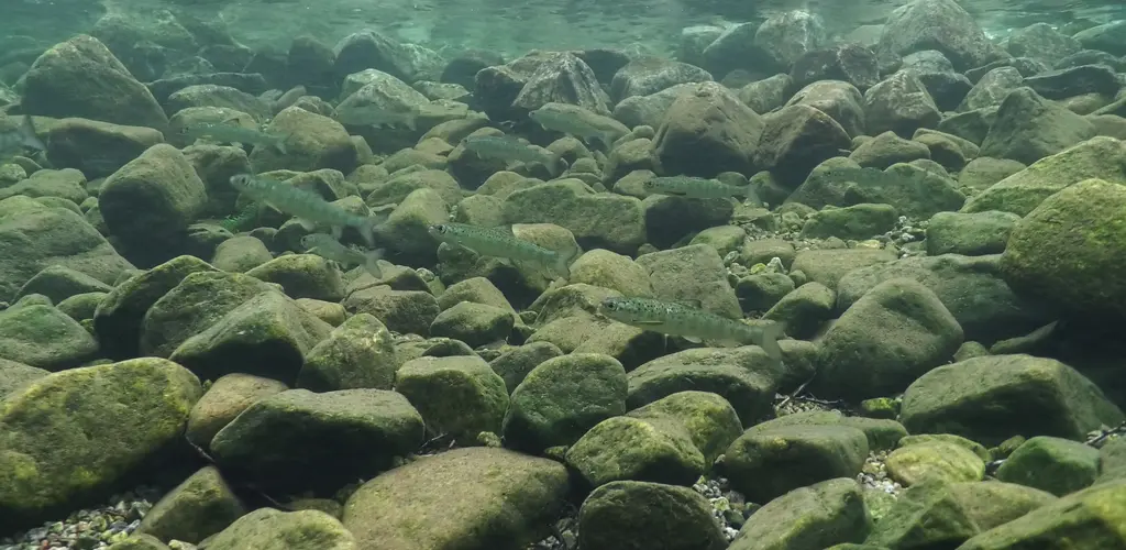 Homla_smolt_Foto_Anders Lamberg.jpg