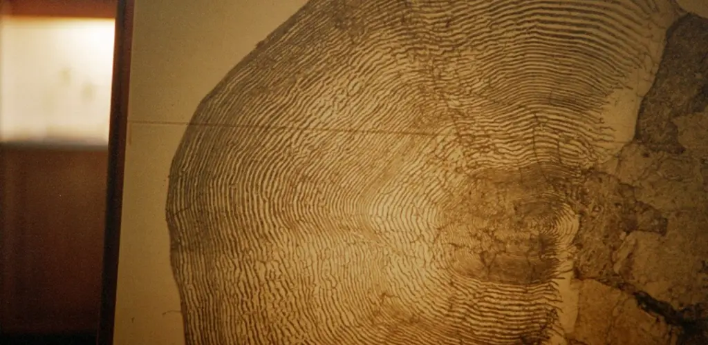 Glomma Aagardselva bilde av skjell