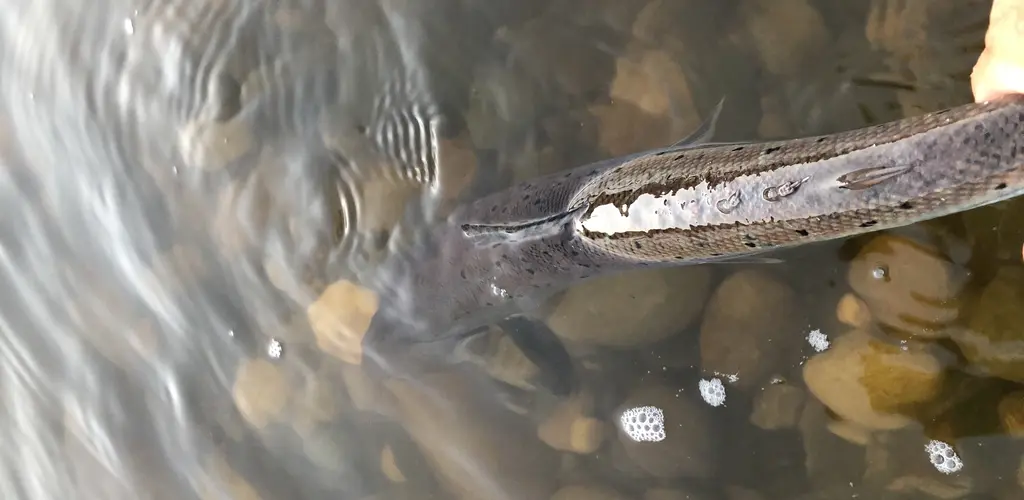 Mandalselva gjenutsetting 2021