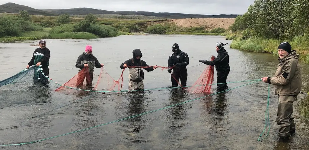 Fangst av pukkellaks