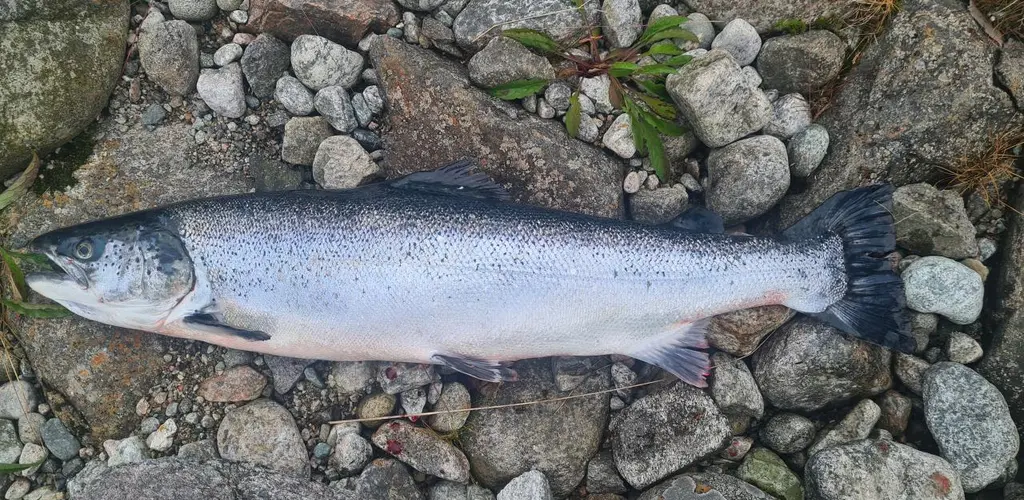 Åna-Sira_2021_Rømt oppdrettslaks_foto fra scanatura 040721