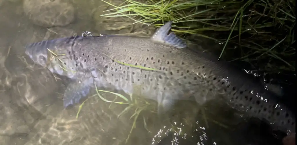 Fiskereglar