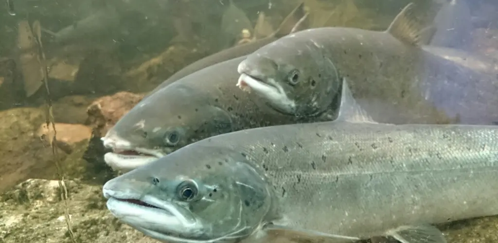 fiskumfoss_studiokulp_ragnar-holm_.jpg