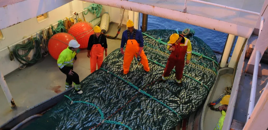 Trålfangst av laks i havet.