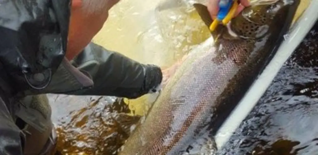 SVEL 2022 Klekkeriet.jpeg