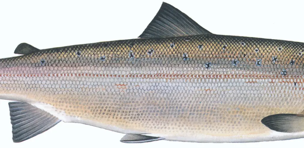 SVEL Hulaks stått en stund illustrasjon