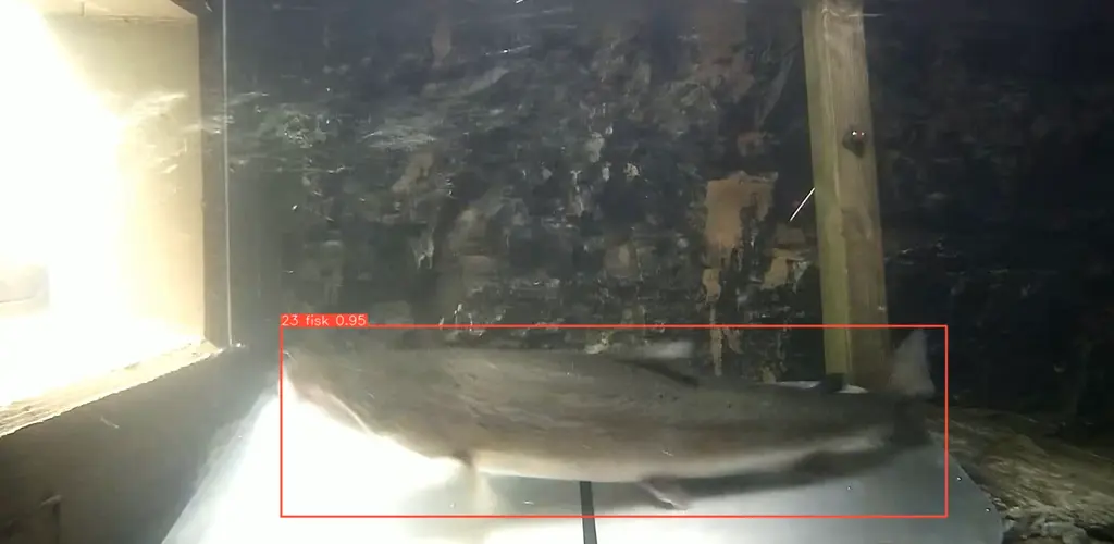 Laks Fellingforsen 2021, ca 110-115 cm. 