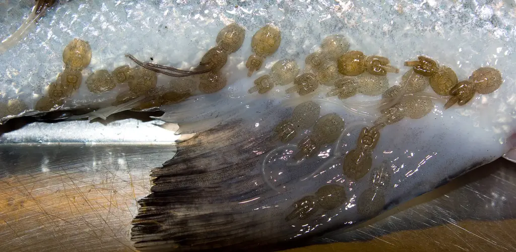 lakselus på villaks