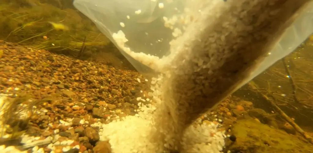 Teksdalselva_elvemusling_Foto_Bent Lindsetmo.jpg