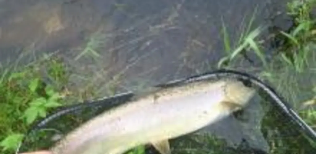 En fin liten smålaks tatt på Lunden.