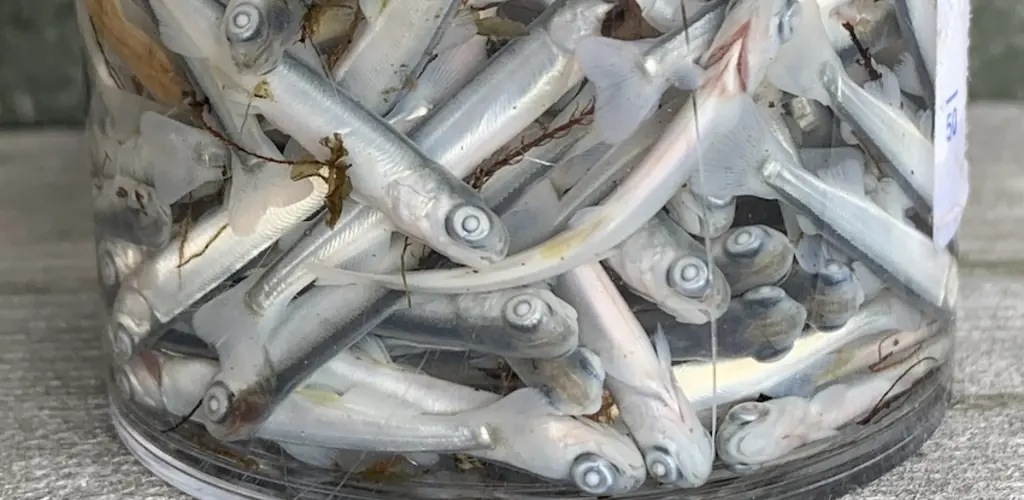Pukkallaks smolt