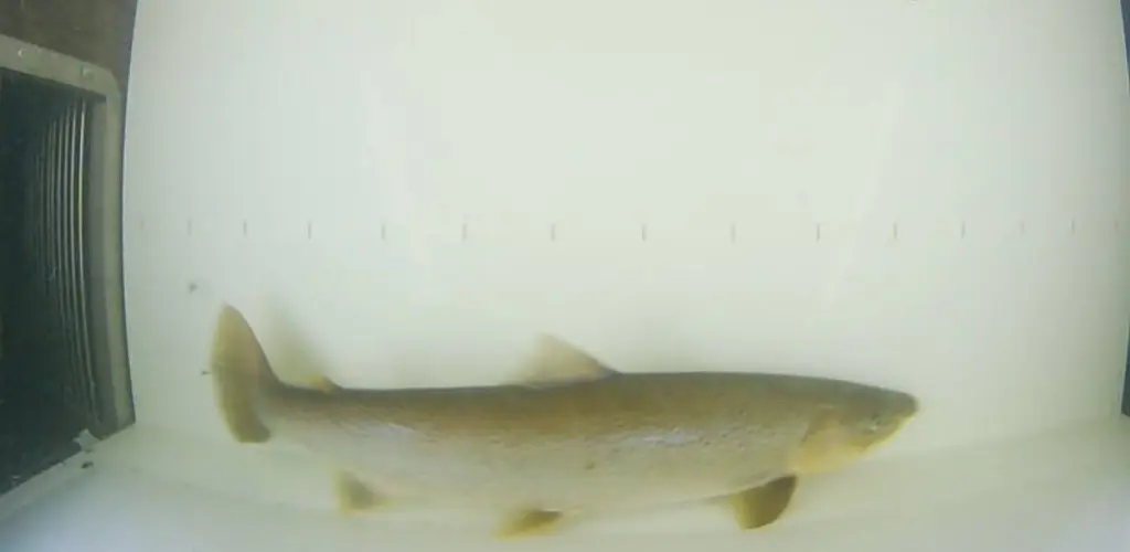 Sjøørret uke 25-2022. Lengde 62 cm.