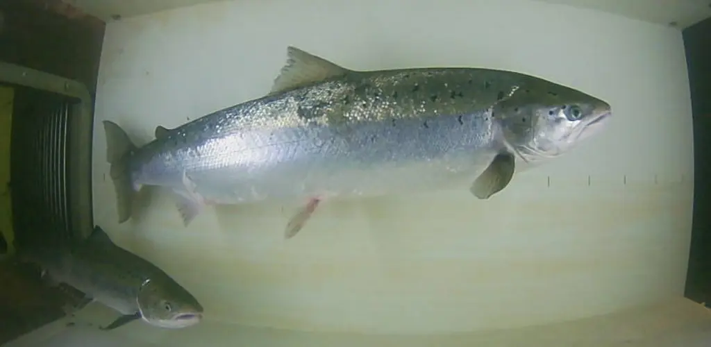 Laks ca 90 cm, 7 juli 2022